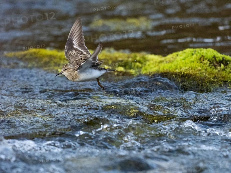Temminck's Stint (Calidris temminckii), flying across a stream, Finnmark, Norway, Europe
