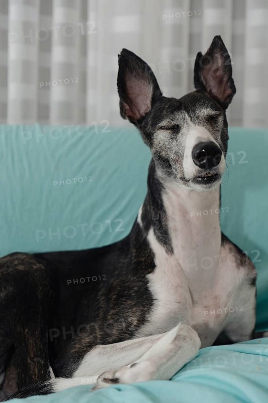 Portrait of a rescued greyhound with closed eyes and perked ears, sitting on a sofa