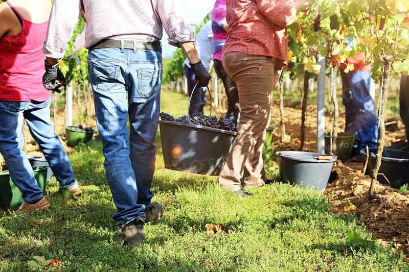 Grape grape harvest: Hand-picking Pinot Noir grapes in a vineyard in the Palatinate