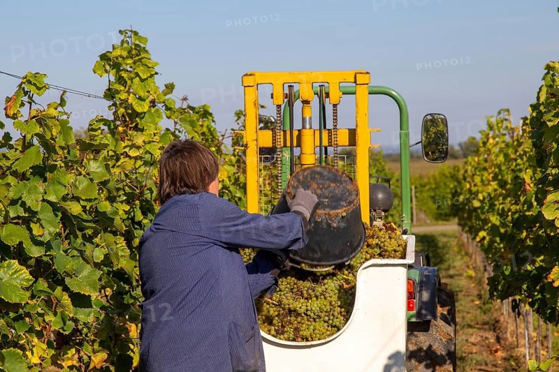 Hand-picking of Pinot Blanc grapes in the Palatinate (Norbert Groß winery, Meckenheim)