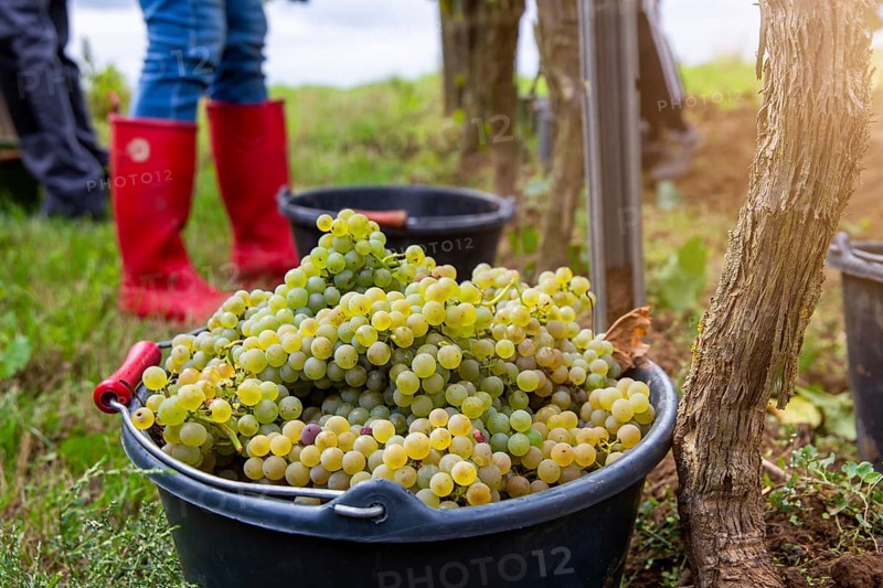 Hand-picking of Chardonnay grapes in the Palatinate (Norbert Groß winery, Meckenheim)
