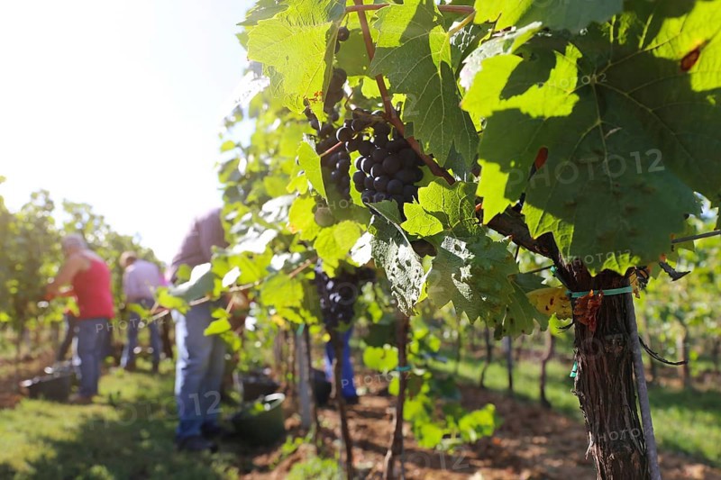 Grape grape harvest: Hand-picking Pinot Noir grapes in a vineyard in the Palatinate