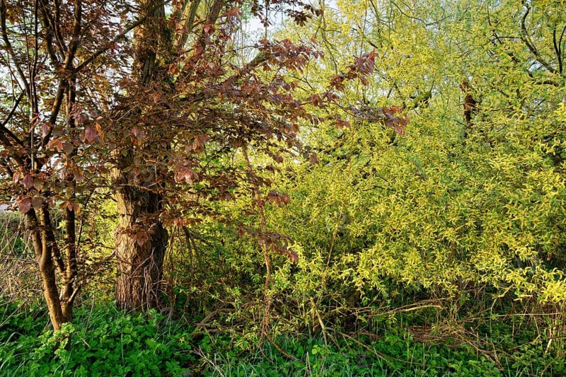 Wetland biotope with trees and bushes in spring in the Hamburg Vier- und Marschlanden. Kirchwerder, Hamburg, Germany, Europe