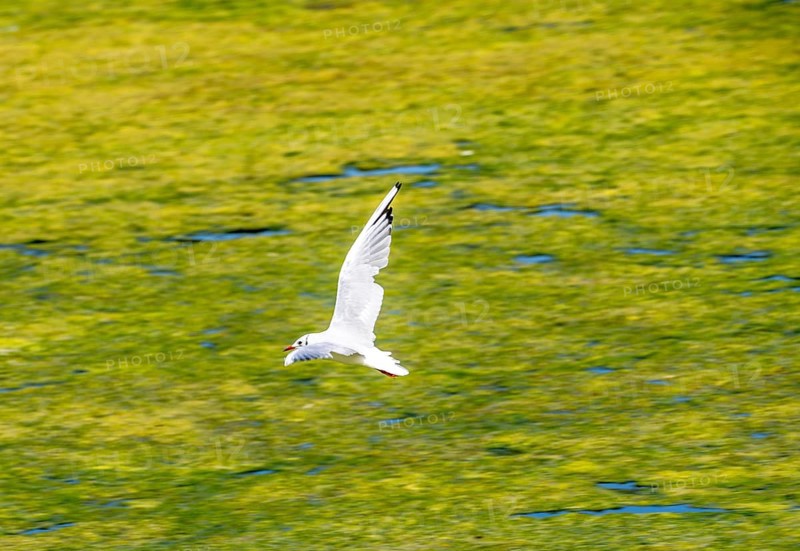 Lake Baldeney, Ruhrstausee, seagull flies over water lilies, Elodea waterweed plants, in the lake, Essen, North Rhine-Westphalia, Germany, Europe
