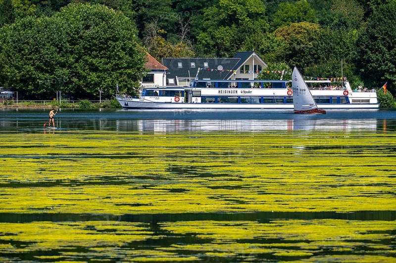 Green carpet of plants on Lake Baldeney in Essen, proliferating aquatic plant Elodea, waterweed, an invasive species, the fast-growing aquatic plant proliferates on large parts of the Ruhr reservoir, increased water temperatures accelerate growth, leisure boat traffic is severely impaired, White Fleet passenger ship, the navigation channel is kept clear, Essen, North Rhine-Westphalia, Germany, Europe