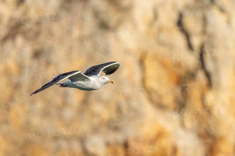 Great black-backed gull (Larus marinus) gliding along the cliffs of the Atlantic Ocean. Camaret, Crozon, Finistere, Brittany, France, Europe
