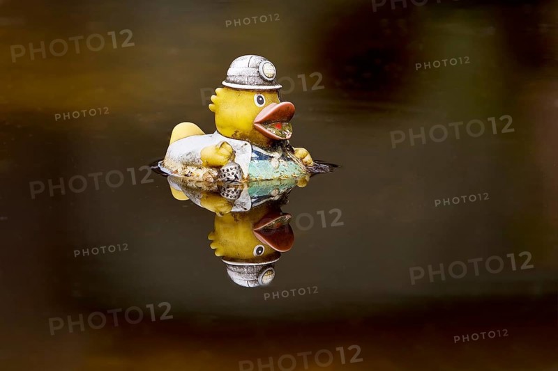 Miner's rubber duck swimming in the sewage basin of the disused Hansa coking plant, Dortmumd, Ruhr area, North Rhine-Westphalia, Germany, Europe