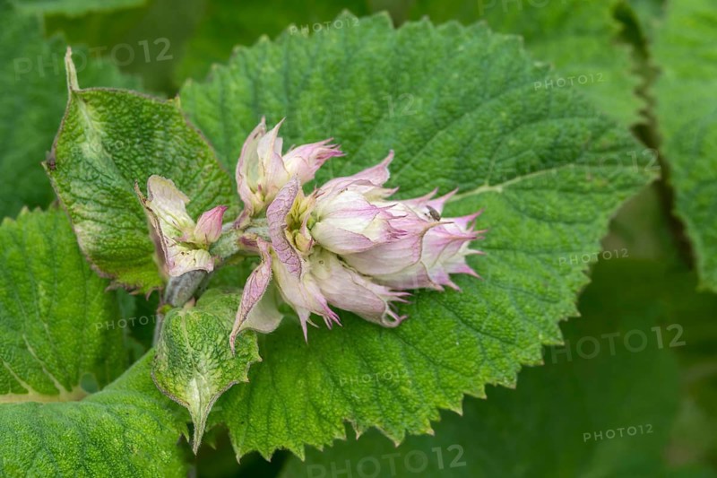 Clary (Salvia sclarea), spice and medicinal plant, North Rhine-Westphalia, Germany, Europe