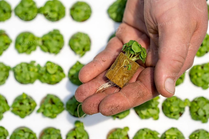 Agriculture, herb gardening, basil young plants, in pressed pots, with growing soil and nutrients, are planted in beds in a greenhouse