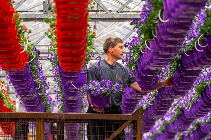 Horticultural business, flower pots, so-called petunia ampel, grow in a greenhouse, under the glass roof, until they have the right growth stage for retail, each pot is watered individually, by drip irrigation, Straelen, North Rhine-Westphalia, Germany, Europe