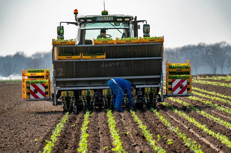 Vegetable cultivation, celery plants are planted in the field with a planting machine, Niederkrüchten, North Rhine-Westphalia, Germany, Europe