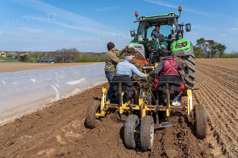 Asparagus farm, asparagus plant, planted in a field, with a planting machine, after a good year the first asparagus grows from the rhizome, the plant remains in the ground for up to 10 years and can be harvested, pricked, near Dormagen, Rhineland, North Rhine-Westphalia, Germany, Europe