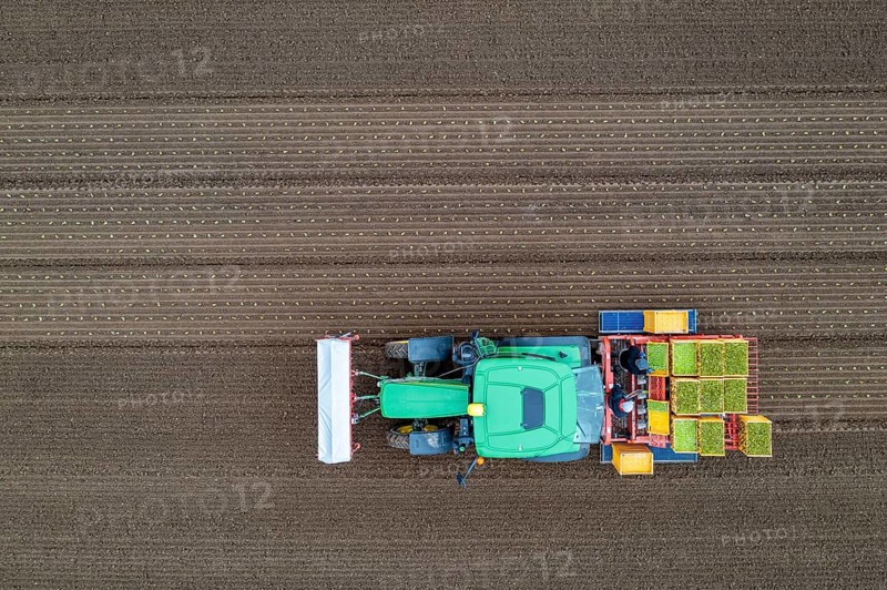 Lettuce plants are planted with a planting machine, Agriculture, Spring