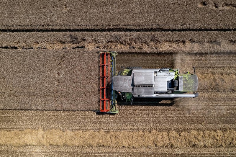 Agriculture, grain harvest, wheat, combine harvester harvesting in a wheat field, near Niederkrüchten, North Rhine-Westphalia, Germany, Europe