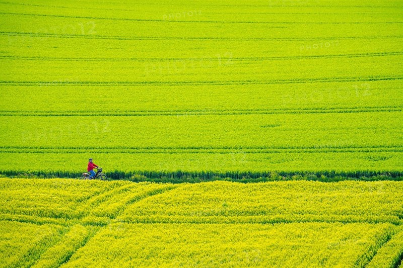Cereal fields in spring, still green and fresh in growth, field path, cyclist, North Rhine-Westphalia, Germany, Europe