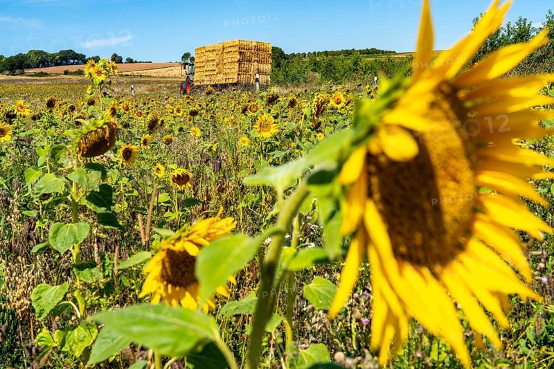 Country road, with tractor, bales of straw, sunflower field south-east of Nideggen, in the Rureifel, North Rhine-Westphalia, Germany, Europe