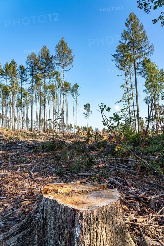 Forest dieback in Arnsberg Forest, northern Sauerland, few intact trees, dead spruce trees, partly cleared forest, felled deadwood, North Rhine-Westphalia, Germany, Europe