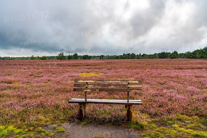 The Osterheide, in the Lüneburg Heath nature reserve, near Schneverdingen, Lower Saxony, Germany, Europe
