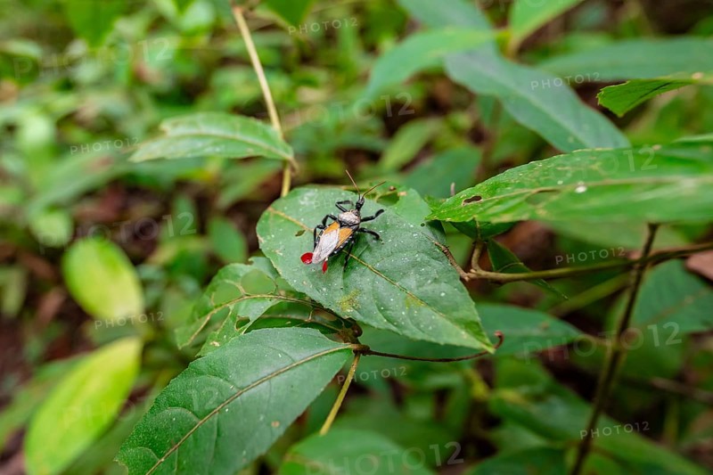 Apiomerus vexillarius, Bee-killer beetle, Corcovado National Park, Osa Peninsula, Puntarena Province, Costa Rica, Central America