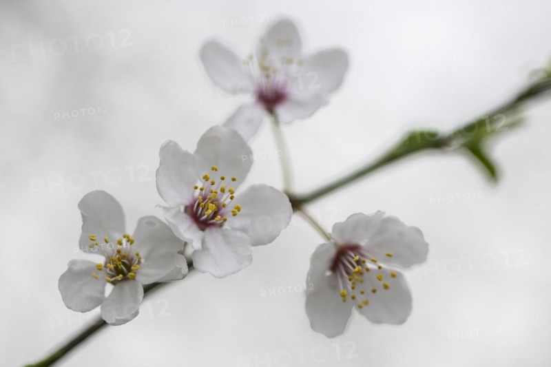Myrobolane (Prunus cerasifera), Emsland, Lower Saxony, Germany, Europe