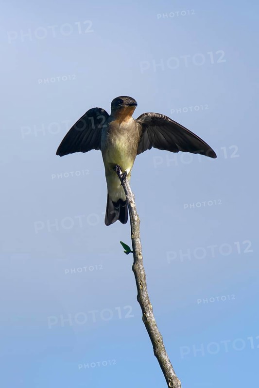 Southern Rough winged Swallow, Stelgidopteryx ruficollis ruficollis, Amazon Basin, Brazil, South America