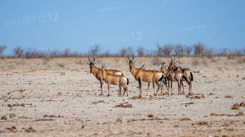 Small herd of sassabies (Damaliscus lunatus) with young, Etosha National Park, Namibia, Africa