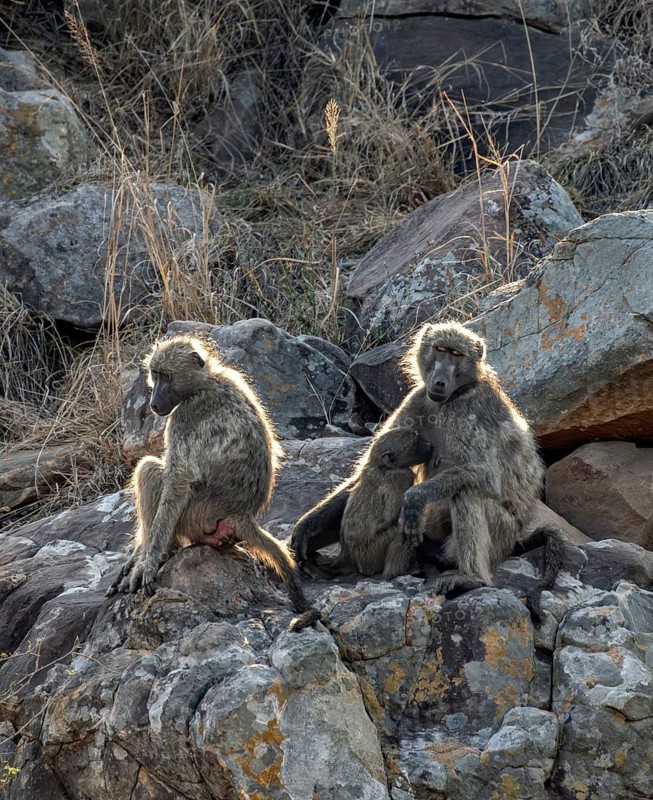 Chacma baboons (Papio ursinus), mother suckling young, sitting on stones, Kruger National Park, South Africa, Africa