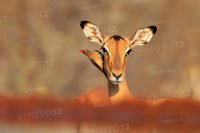 Black heeler antelope (Aepyceros melampus), adult, female, portrait, with red-billed oxpecker (Buphagus erythrorhynchus), symbiosis, Kruger National Park, Kruger National Park, Kruger National Park South Africa