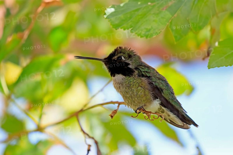 Costacolibri, (Calypte costae), adult, male, in perch, Sonora Desert, Arizona, North America, USA, North America