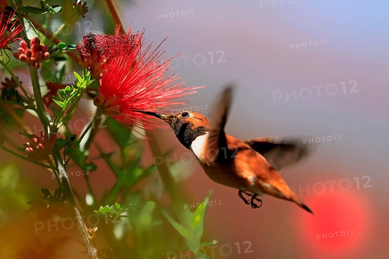 Rufous hummingbird (Selasphorus rufus), adult, male, flying, on flower, foraging, Sonoran Desert, Arizona, North America, USA, North America