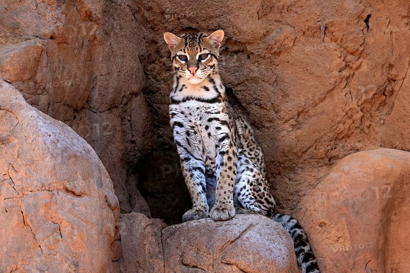 Ocelot (Leopardus pardalis), adult, sitting, at the den, alert, Sonora Desert, Arizona, North America, USA, North America