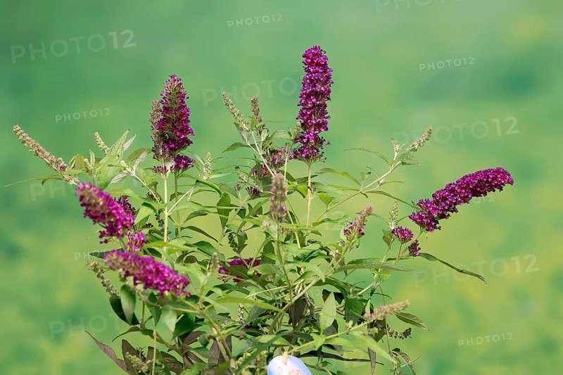 Butterfly-bush (Buddleja davidii), summer lilac, common summer lilac, butterfly bush, lilac spear, flowering, blossom, Elllerstadt, Germany, Europe