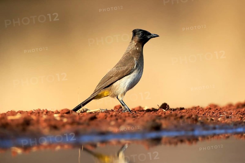 Grey bulbul (Pycnonotus barbatus), adult, at the water, Kruger National Park, Kruger National Park, Krugerpark, South Africa, Africa