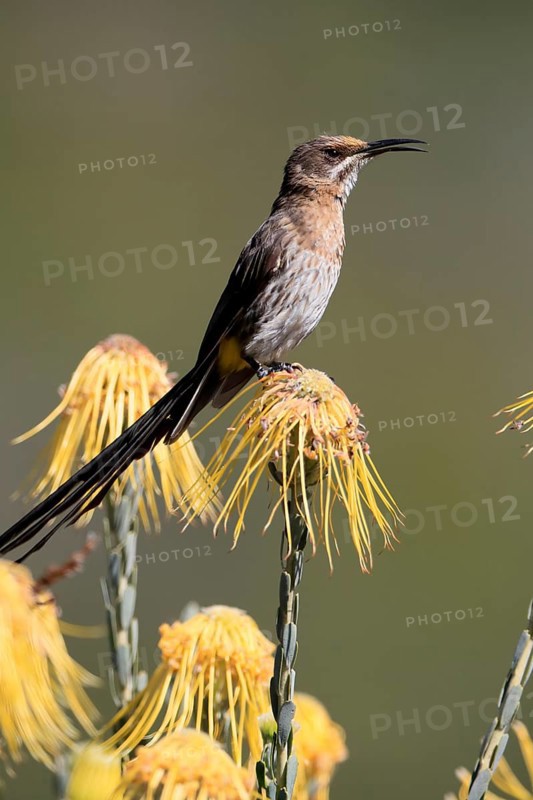 Cape Honeybird (Promerops cafer), adult, male, singing, on flower, Protea, Kirstenbosch Botanical Gardens, Cape Town, South Africa, Africa