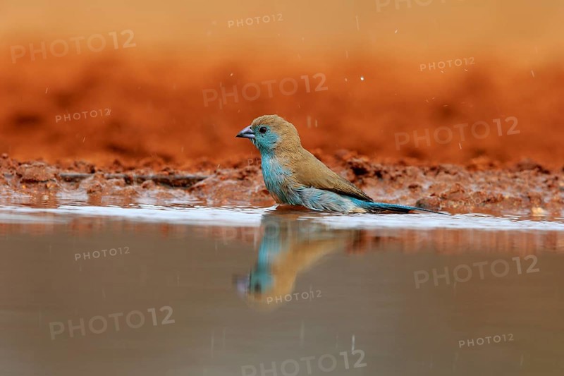 Angolan butterfly finch (Uraeginthus angolensis), blue-eared butterfly finch, adult, at the water, bathing, Kruger National Park, Kruger National Park, Krugerpark, South Africa, Africa