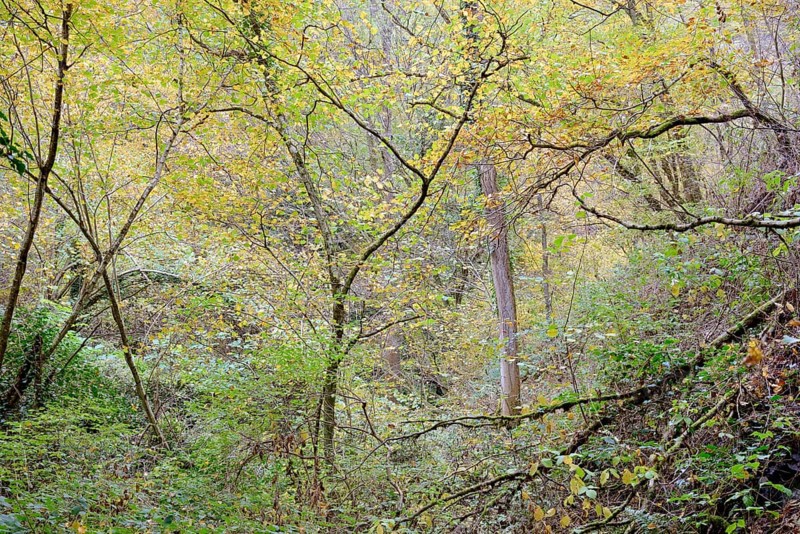 Dortebach valley, autumn atmosphere in the narrow side valley of the Moselle, Rhineland-Palatinate, Germany, Europe