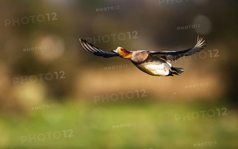 Eurasian Wigeon, (Mareca penelope) male in flight over marshes