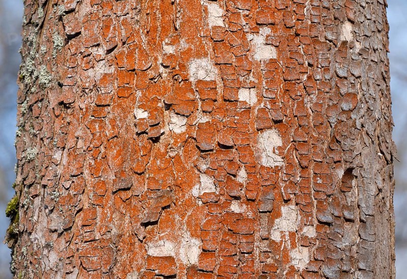 Tree with red bark, bark, green algae (Trentepohlia aurea), Thuringia, Germany, Europe