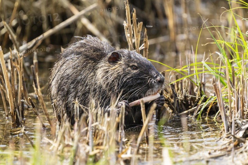 Nutria (Myocastor coypus), beaver rat, foraging in reeds, wildlife, Germany, Europe