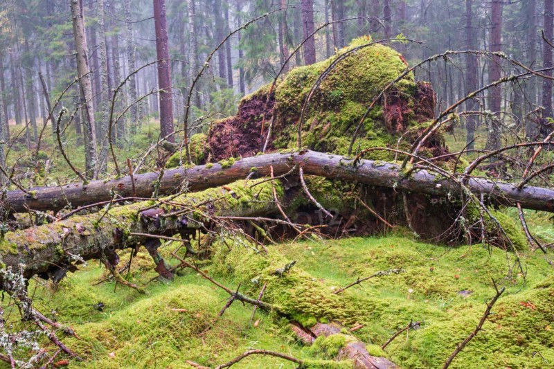 Windthrow spruce trees with green moss in a coniferous forest a misty day