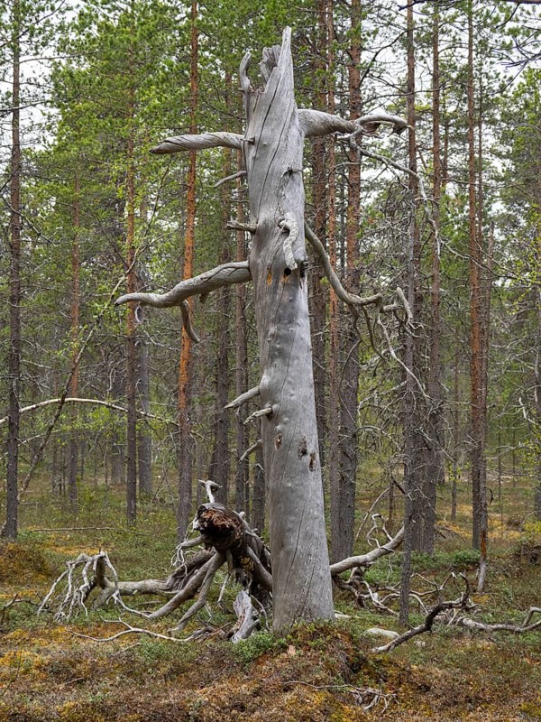 Pine tree (Pinus sylvestris), ancient, decayed stem, with woodpecker holes, ideal nesting place also for Hawk Owls, May, Finnish Lapland