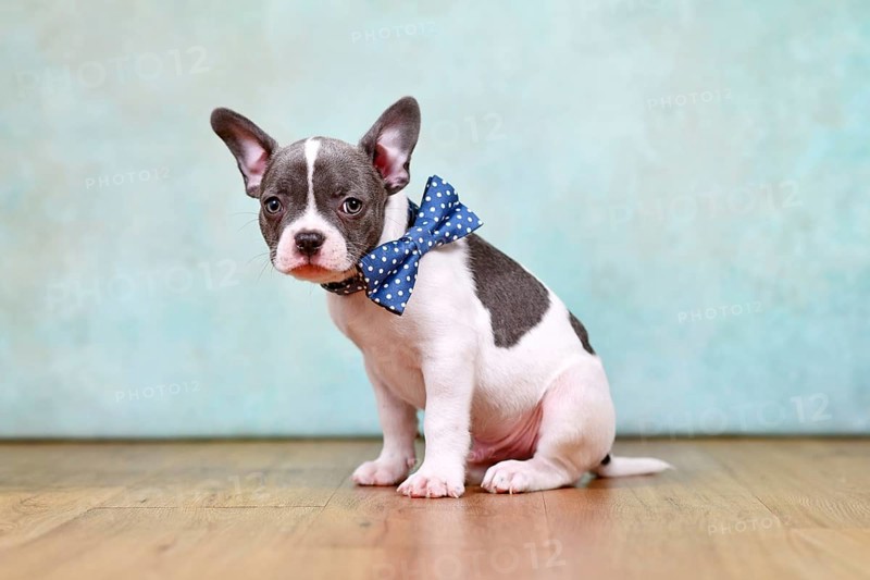 Small pied French Bulldog puppy with bow tie and long nose in front of mint green background