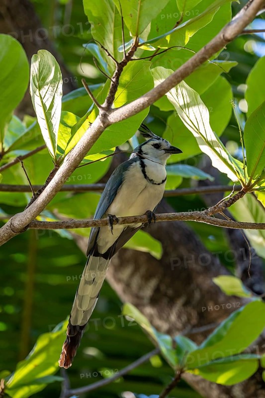 White-throated Magpie-Jay(Cyanocorax formosus) on branch, Costa Rica, Central America