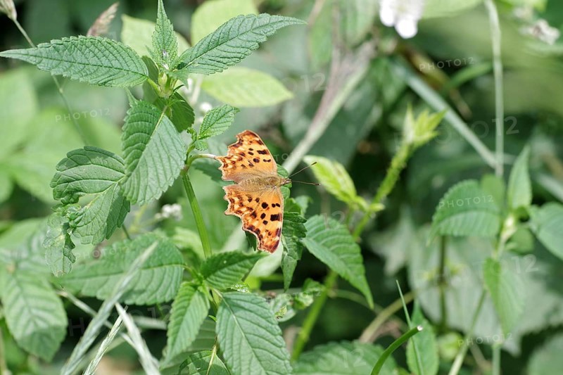 Comma (Polygonia c-album), butterfly, orange, leaves, A C-moth sits with outspread wings on the leaf of a plant