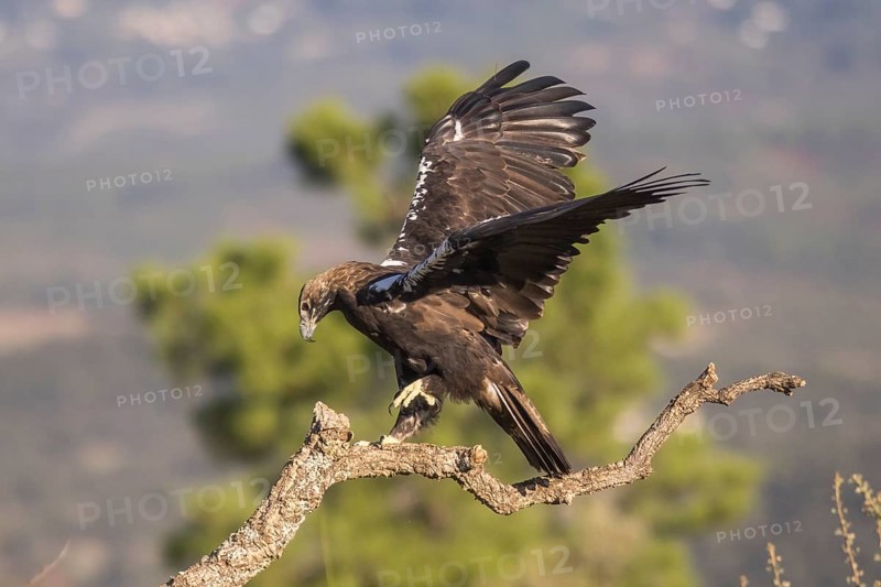 Iberian Eagle (Aquila adalberti), Spanish imperial eagle, Extremadura, Castilla La Mancha, Spain, Europe