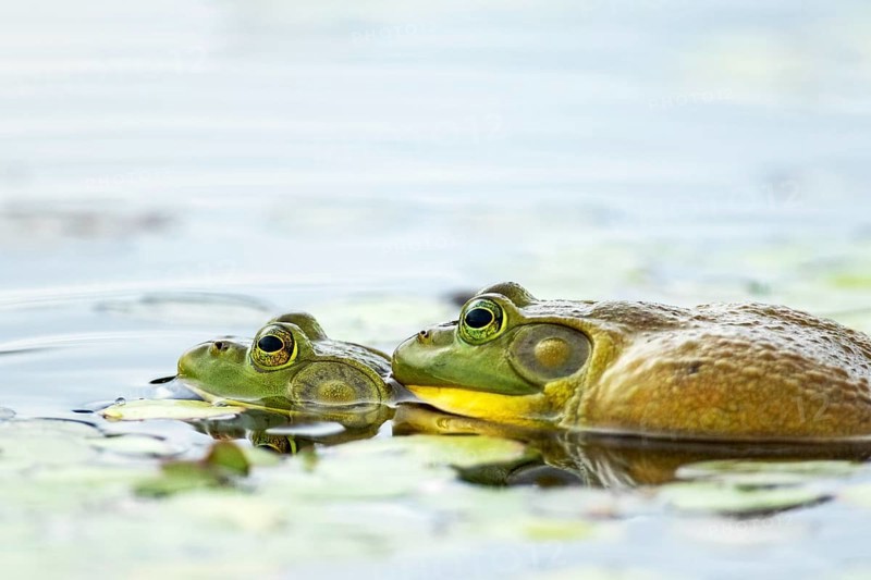 Bull frogs. Lithobates catesbeianus. Bull frogs mating. La Mauricie national park. Province of Quebec. CanadaCanada