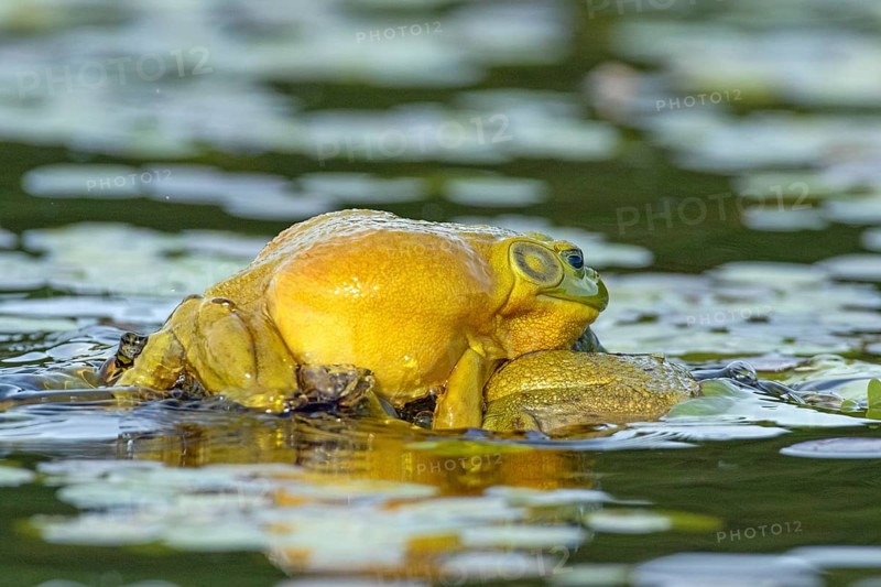 Bull frogs Lithobates catesbeianus. Male bull frogs fighting during the breeding season. La Mauricie national park. Province of Quebec. Canada