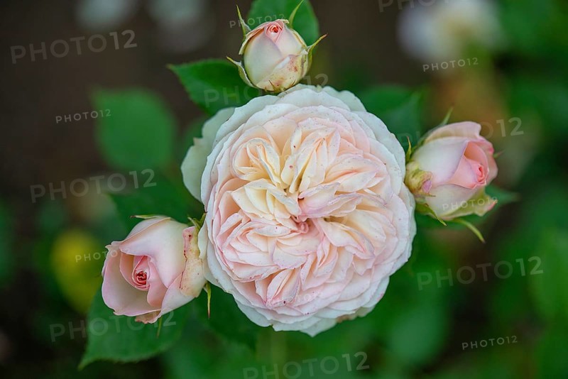 Double rose blossom and buds (Rosa), Bavaria, Germany, Europe