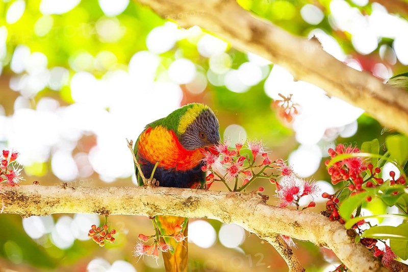 Rainbow lorikeet eating flowers of a sub-tropical rainforest tree Syzygium moorei or Coolamon tree in Mullumbimby in NSW Australia