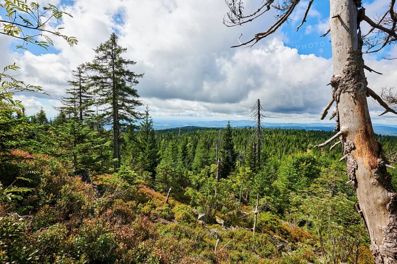 Vegetation with Norway spruce (Picea abies) and colored European blueberry (Vaccinium myrtillus) on Mount Lusen in late summer, Bavarian Forest, Bavaria, Germany, Europe